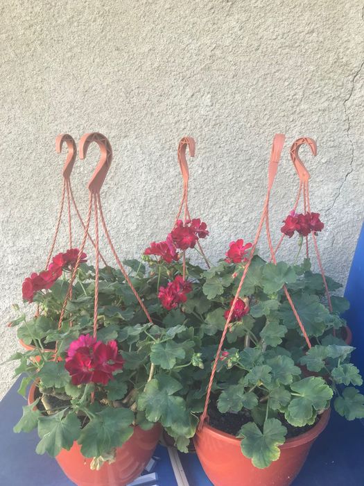 5 bucati de plante ghiveci muscate