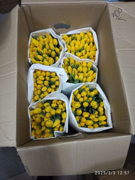 Тюльпаны,оптом и в розницу. Караганда