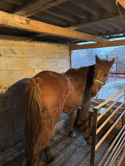 Байтал.сатылады