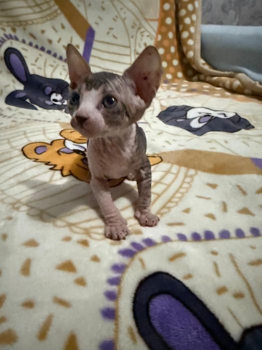 Котята Сфинкса 3 девочки 1 мальчик