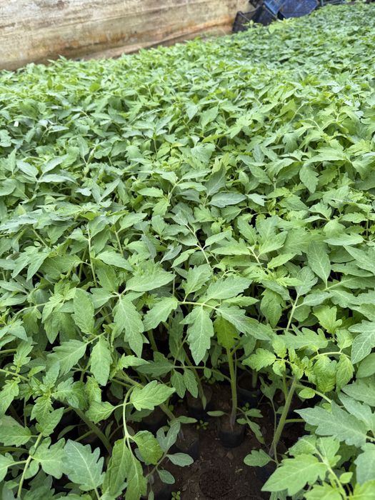 Rasaduri  de vanzare