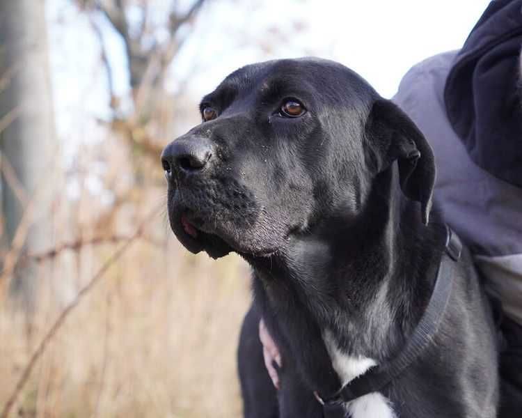 Câini pentru adopție – oferă-le o șansă la o viață mai bună