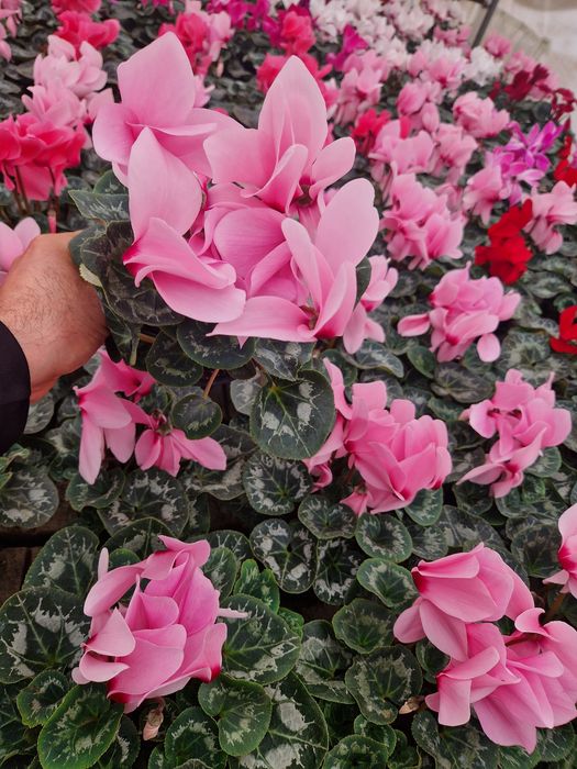 Cyclamen flori de primăvară  1-8 martie