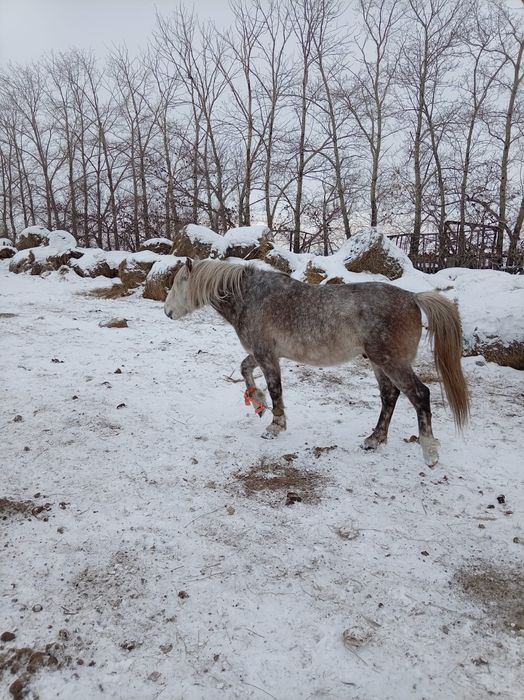 Продам жеребеца айгыр