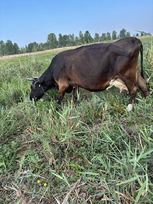 Vand 3 vaci doua cu lapte si una intarcata