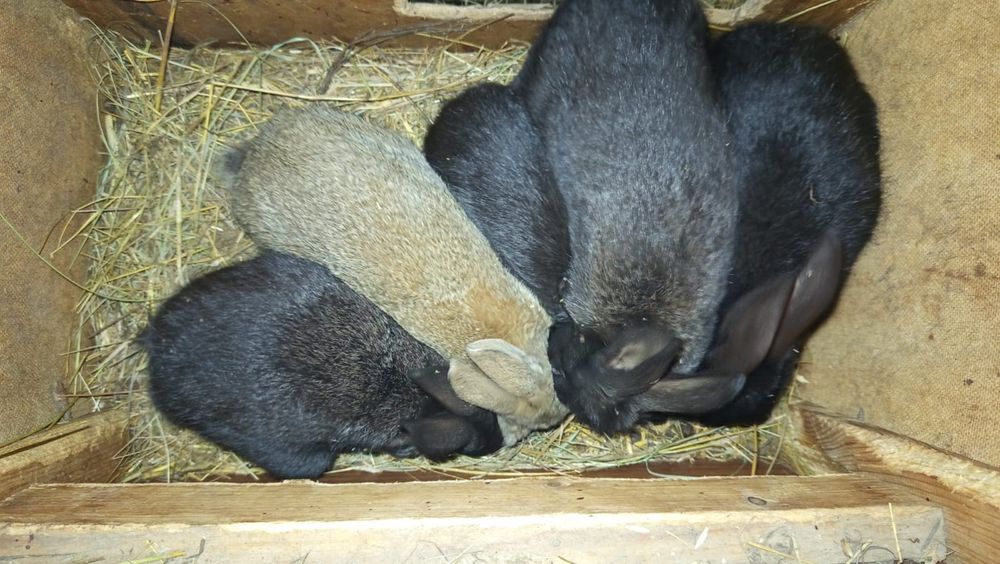 Крольчата ,кролики