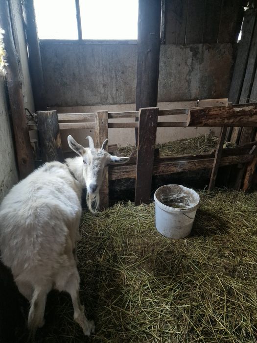 Vand 2 capre si iezii