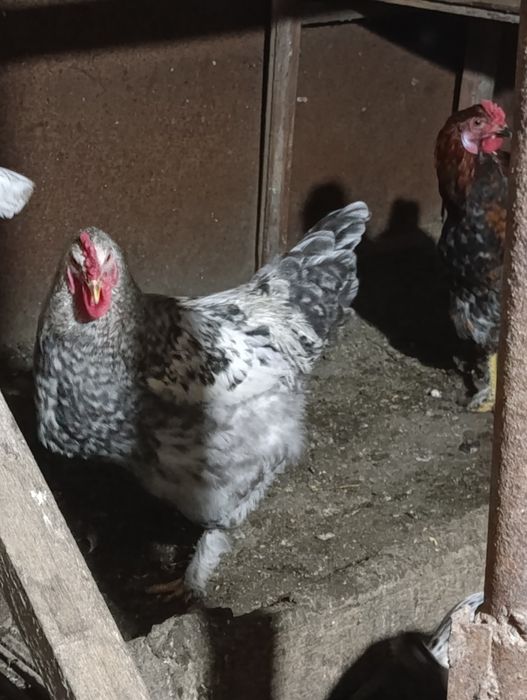 На продажу петушки молодые