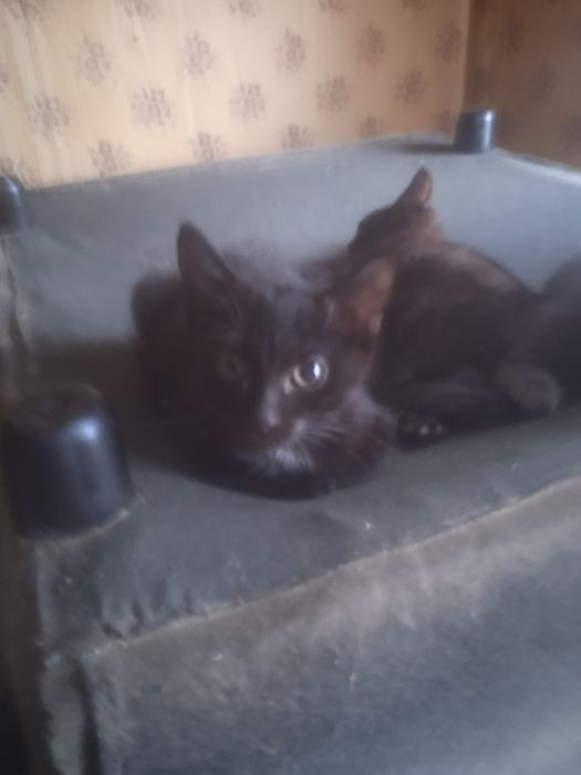 Отдам котяток в добрые руки
