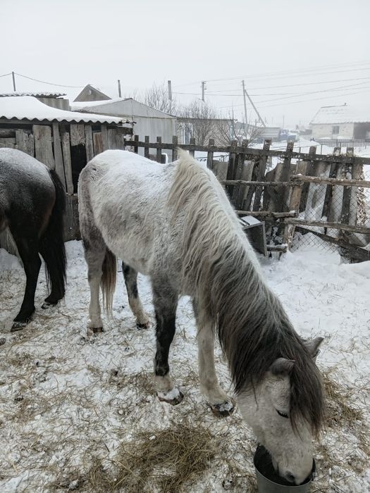 Продам Кобылу Кобылу