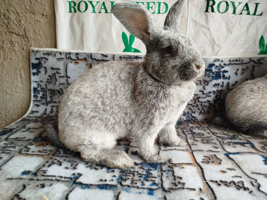 Полтавский серебро сотилади poltava quyon