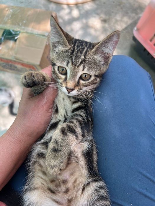 Бесплатно котята в добрые руки