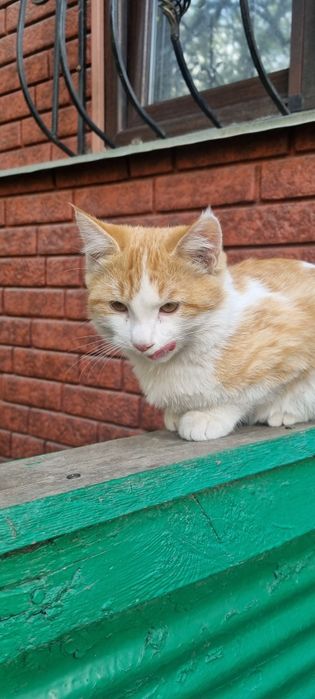 Отдадим двух котят в добрые руки.