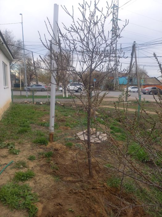 Продам деревья облепиха и равна красное