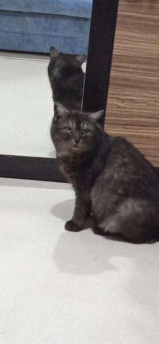 Кошка в добрые руки