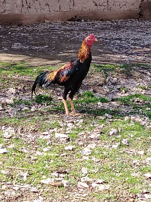 Xoroz sotiladi faqat aniq oladigan tel qilila iltmos