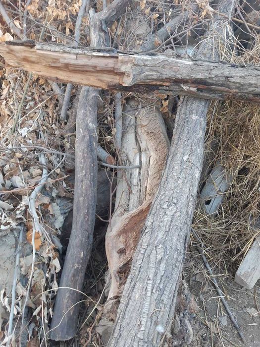 kelishilgan narxda o'tin sotiladi