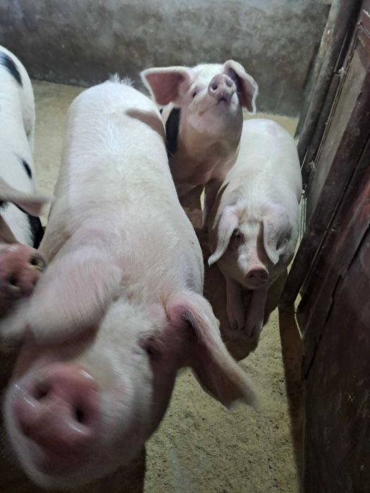 Продавам домашно гледани прасета