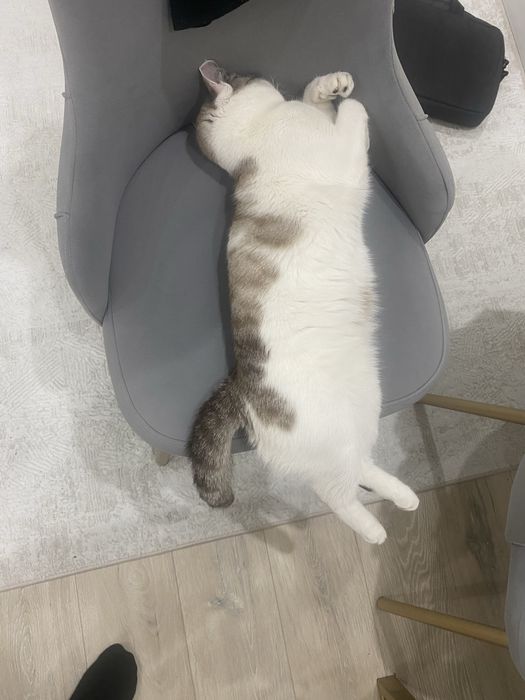 Сиамский кошка отдам даром, с напольнителем