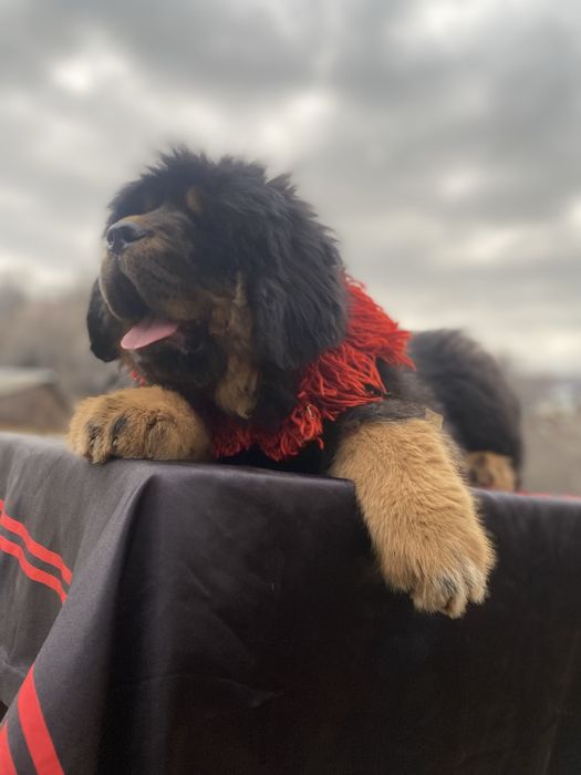 Продам щенков тибетского мастифа