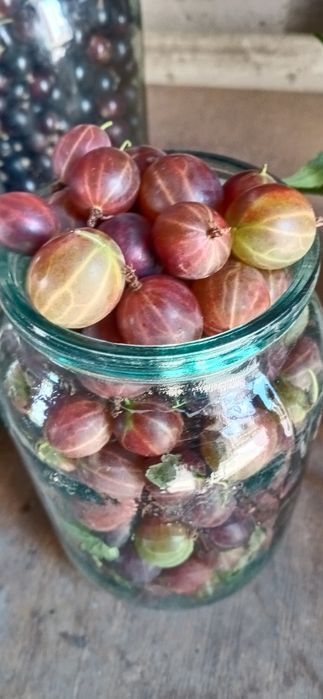 Продам Саженцы местные