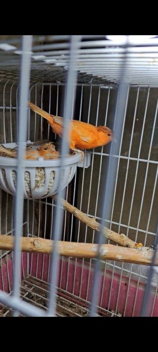 Kanarekalar sodiladi