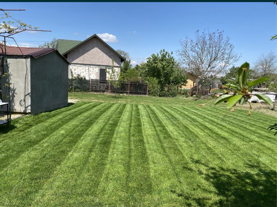 Gazon Si Plante ornamentale