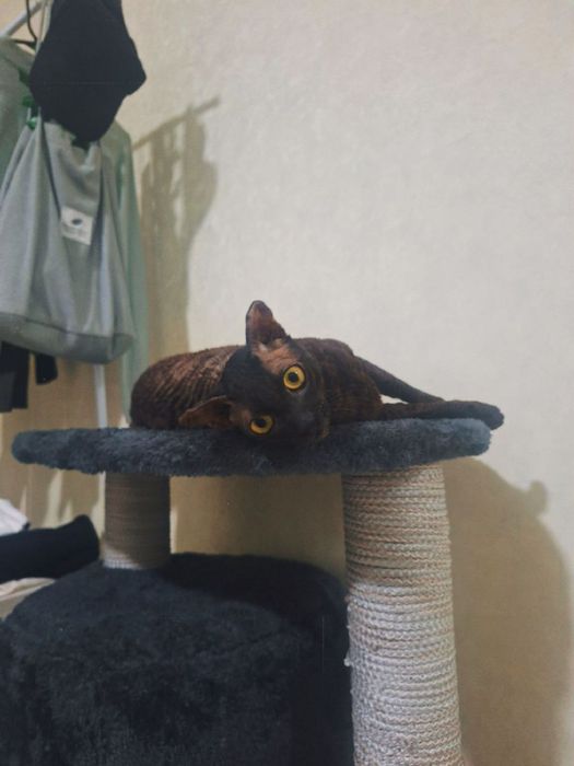 Когтеточка в наличии и под заказ