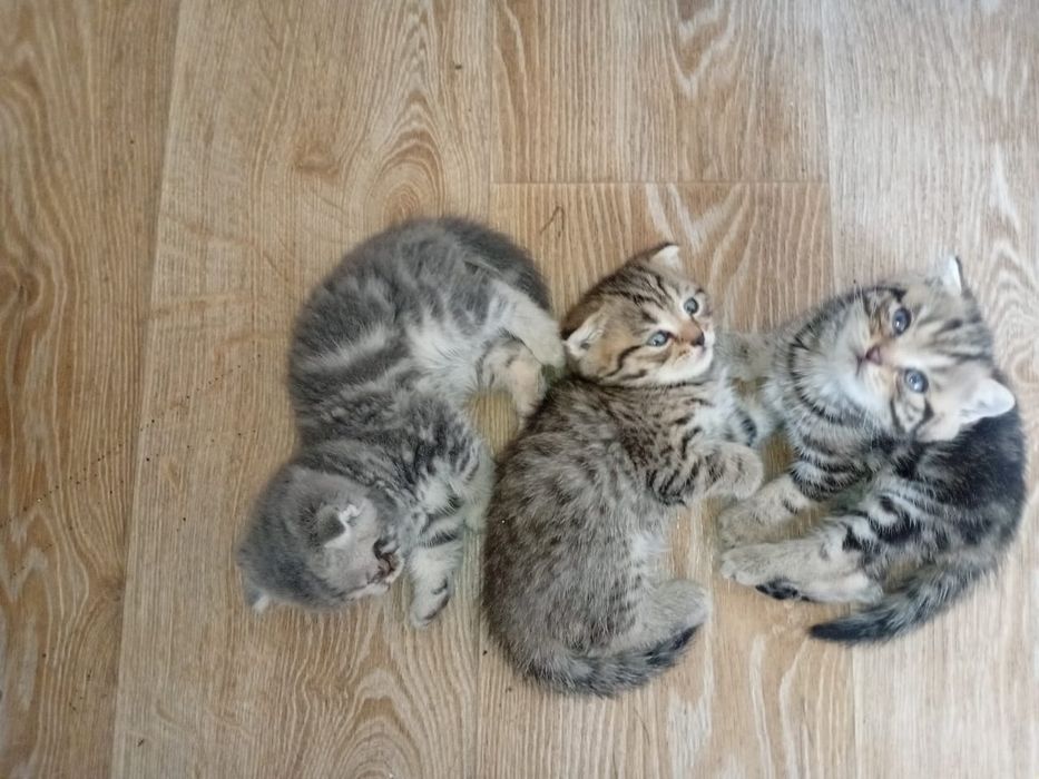 Продам котят британцев
