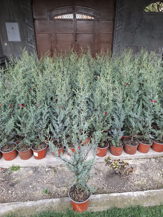 Аризоника Кипарис 1м Италия Привазной. Kiparis.