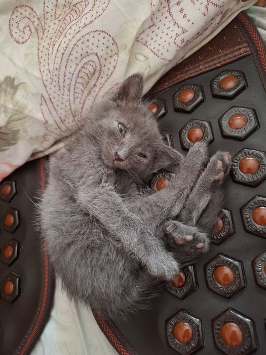 Котята, около 1,5 месяцев