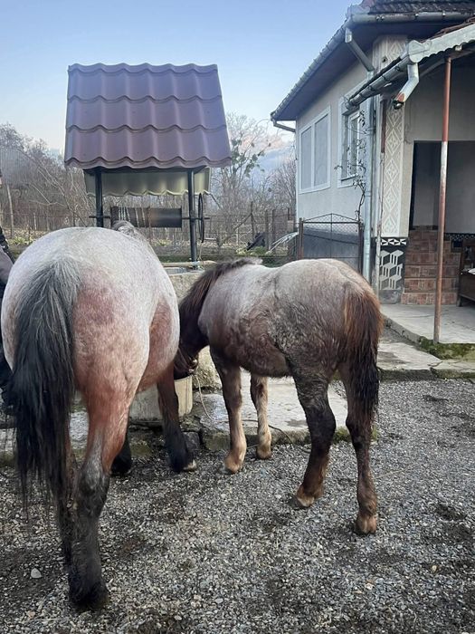 Iapa de vinzare cu minza de 7 luni linga ea