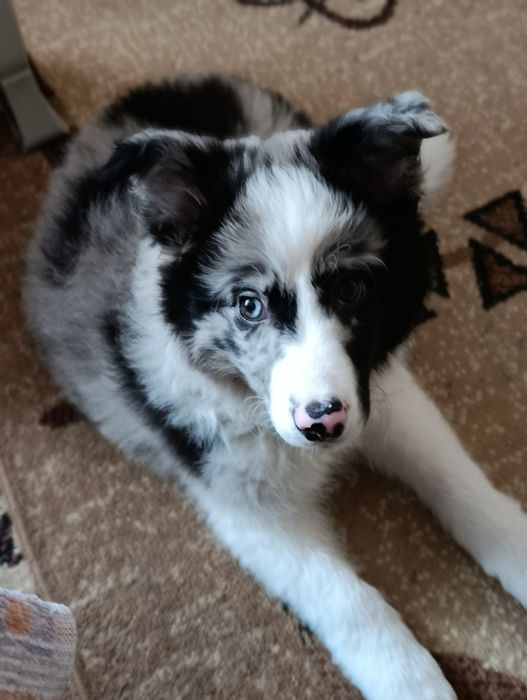 Продам щенка в добрые руки