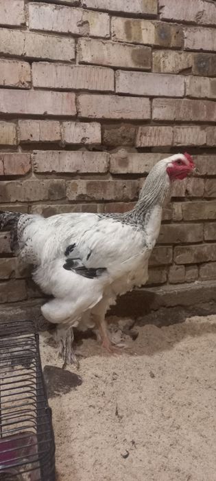 Продам петухов брама