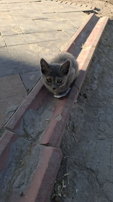 Porno video ona va ota qizini sikish rus tilida