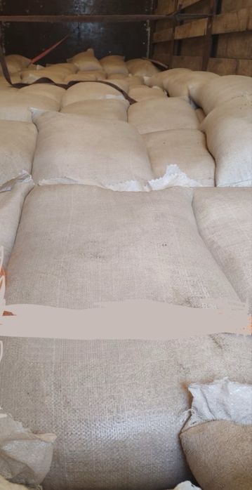 Чистый ячмень,Арпа