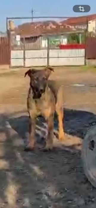 Donez catele castrate