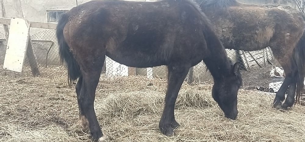 Кобыла возрос 6лет