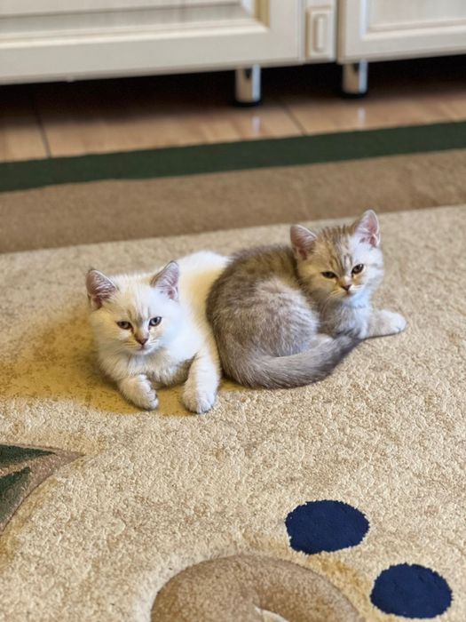 Пародистые котики