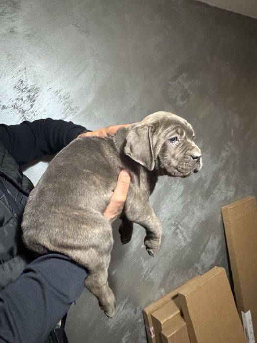 Кане Корсо Cane Corso is  an italiano breed mastiff