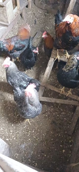 Продаю  домашних  петухов