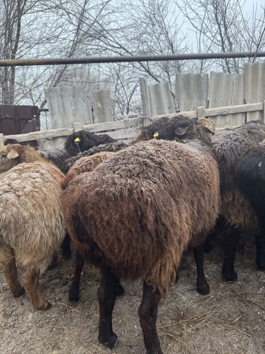 Қошқар баран овцы