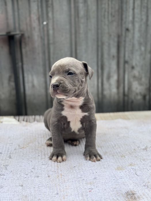 Mascul amstaff blue rasa pura