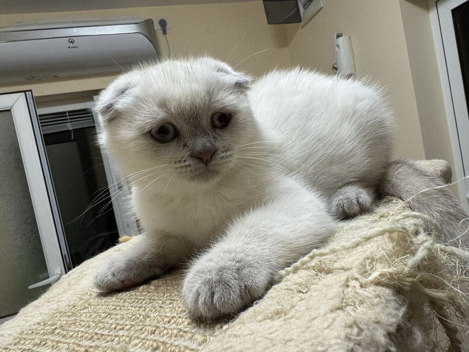 Шотландски късокосмести котки