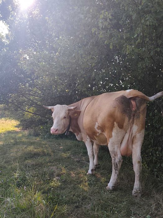 Vaca și mânză de vânzare!
