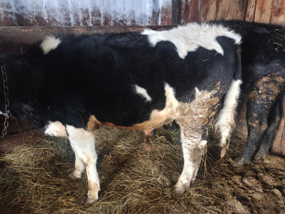 Продам двух бычков с откорма.