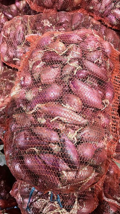 Ceapa de apa rosie calitate