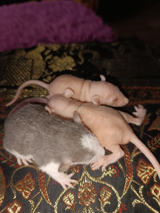 Крысята Даблрексы ручные бежевые, хаски, серые чисто, белые