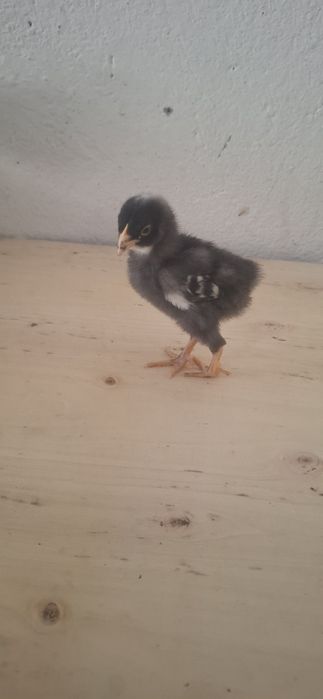 Pui Australorp și Plymouth