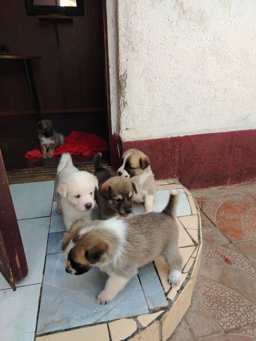 Щенки акита ину  отец  мать помесь